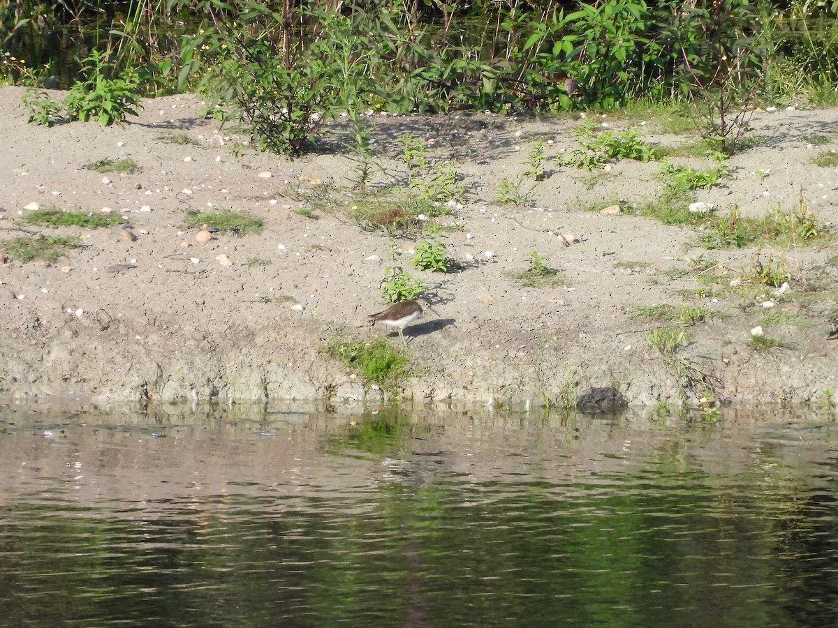 Green Sandpiper - ML622157546