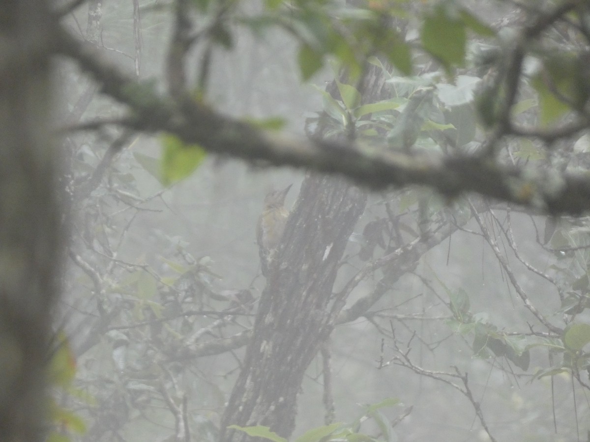 woodpecker sp. - ML622157547