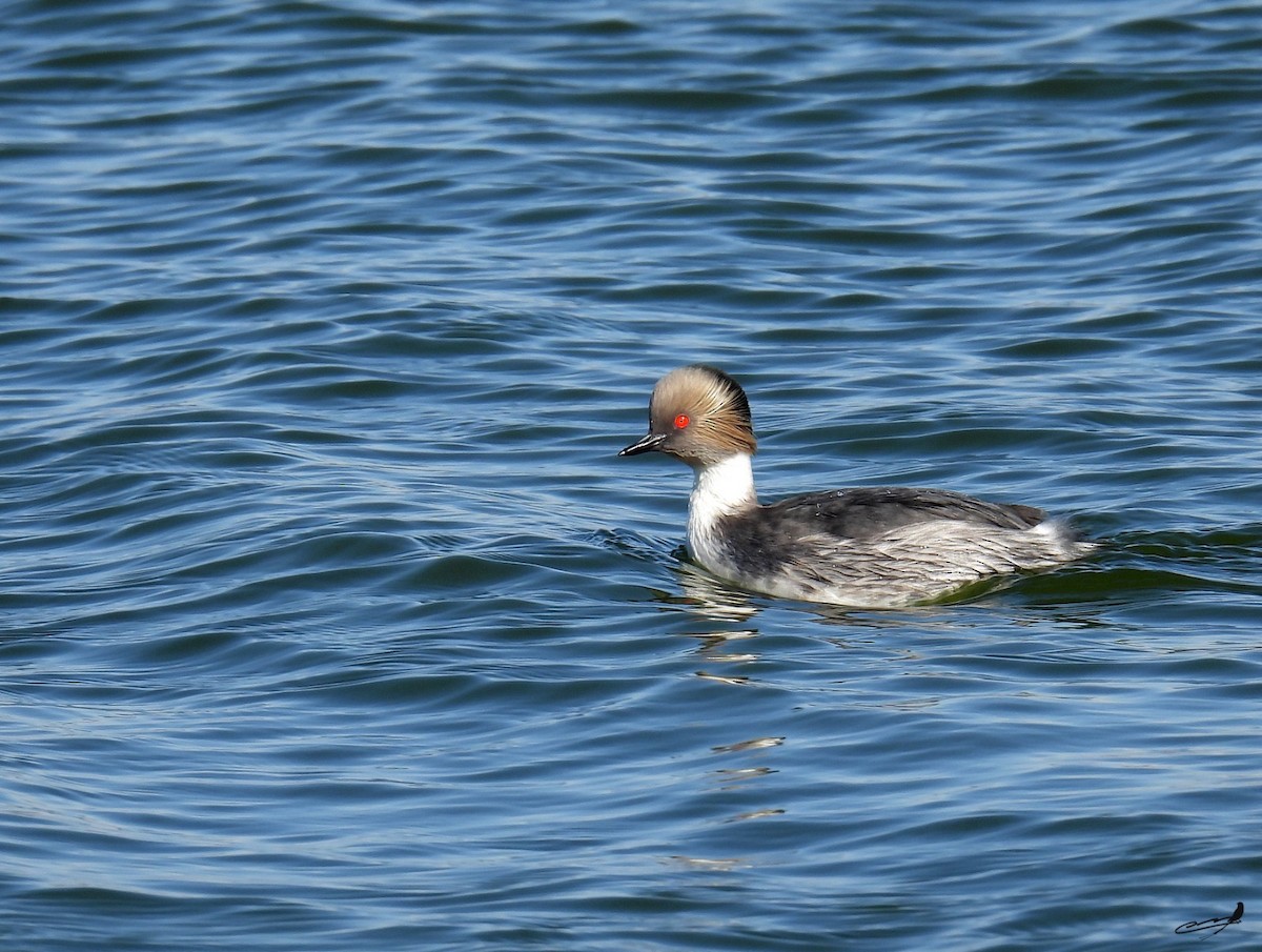 Silvery Grebe - ML622157554