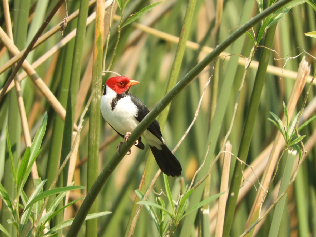 Yellow-billed Cardinal - ML622157560