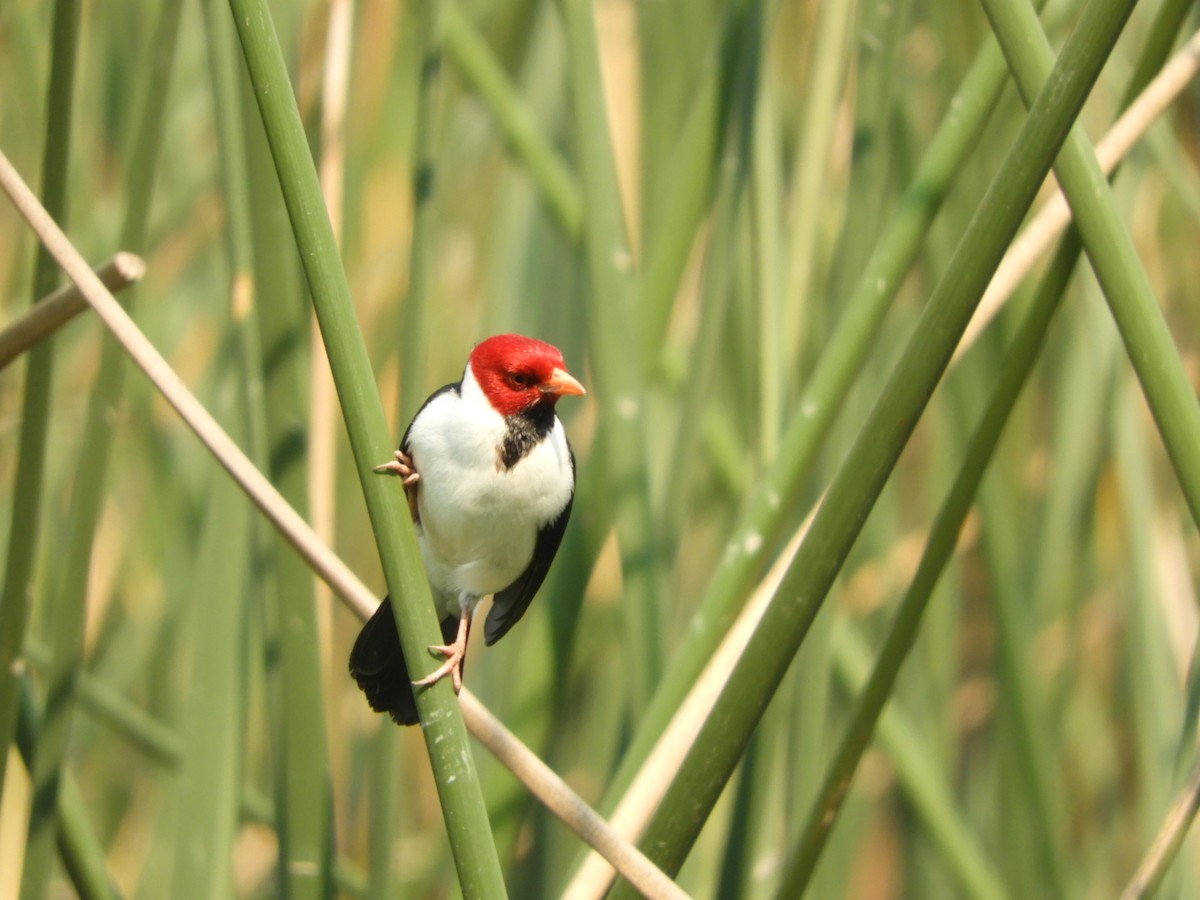 Yellow-billed Cardinal - ML622157561