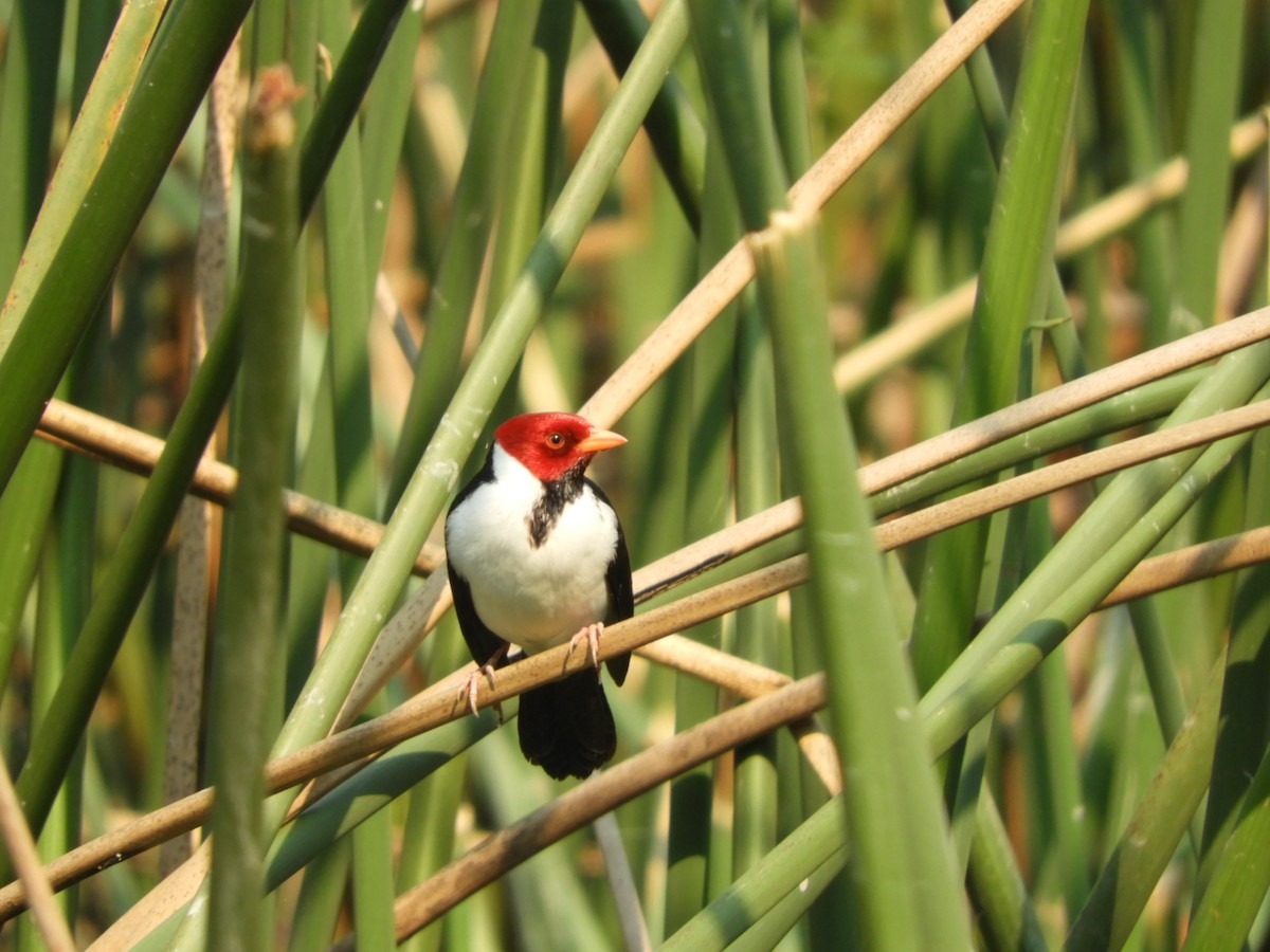 Yellow-billed Cardinal - ML622157562