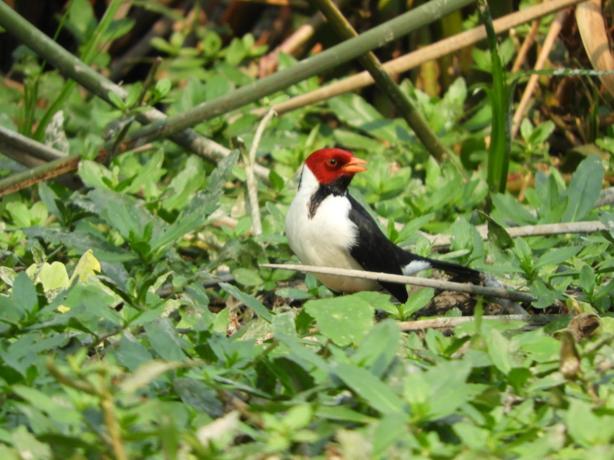 Yellow-billed Cardinal - Silvia Enggist