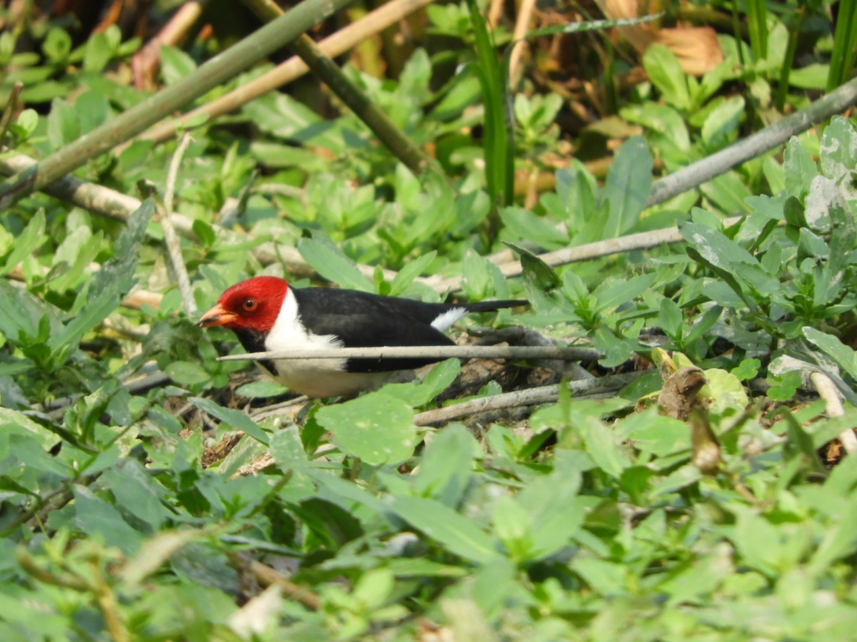 Yellow-billed Cardinal - ML622157564