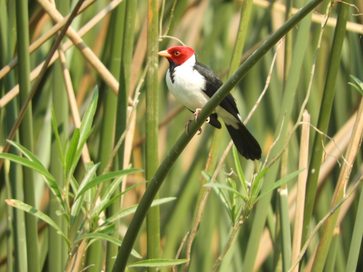 Yellow-billed Cardinal - ML622157565