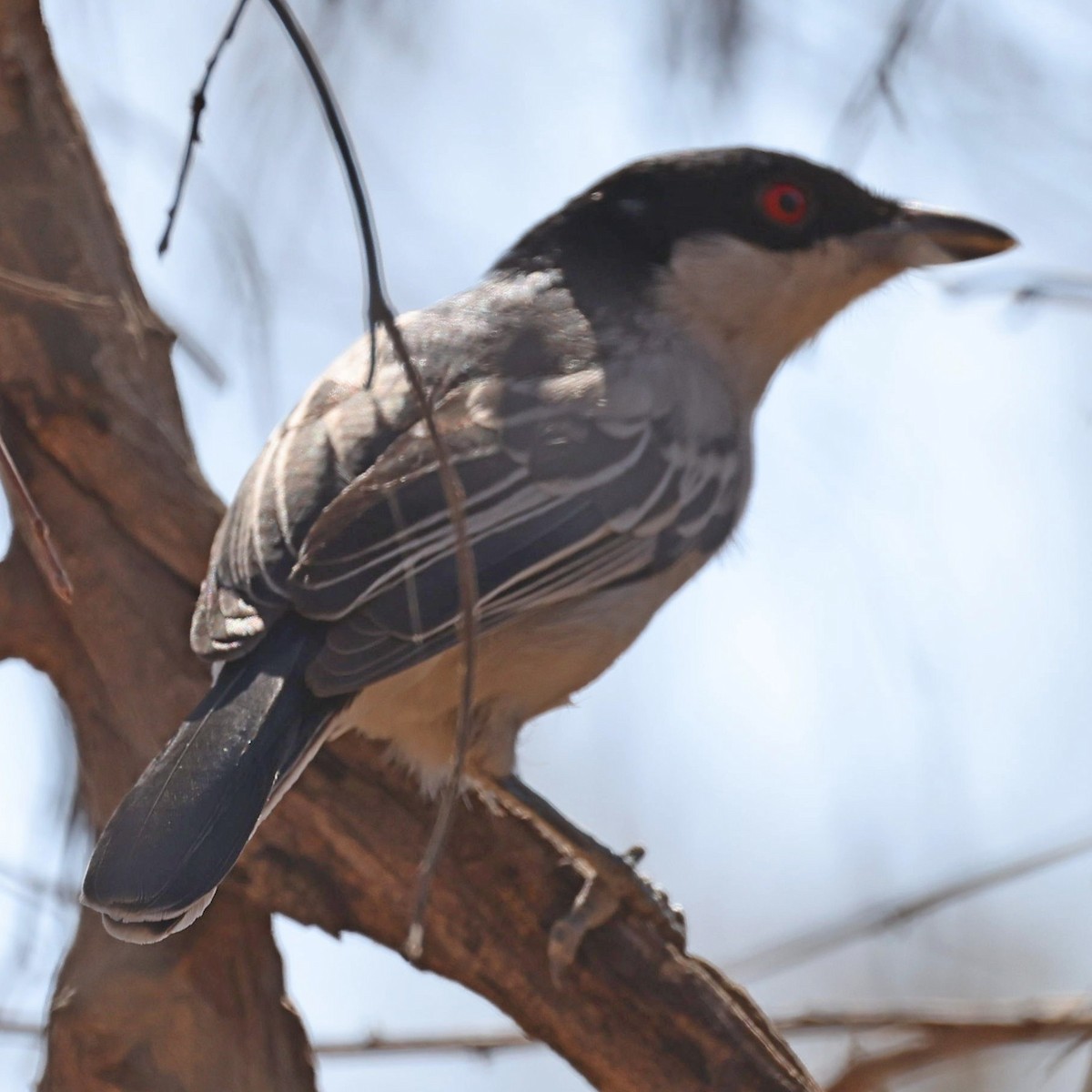 Black-backed Puffback - ML622157568