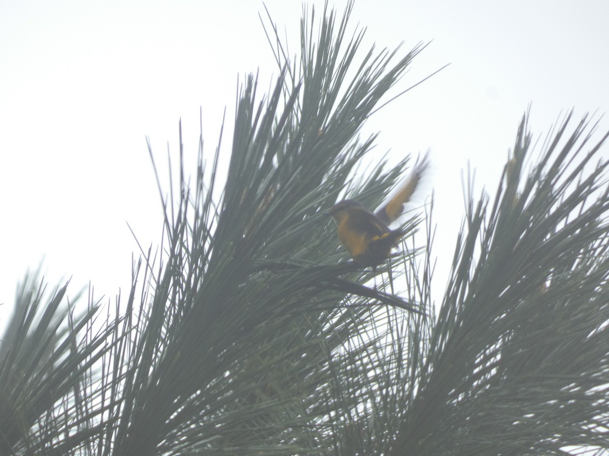 Scarlet Minivet - Thomas de Heus