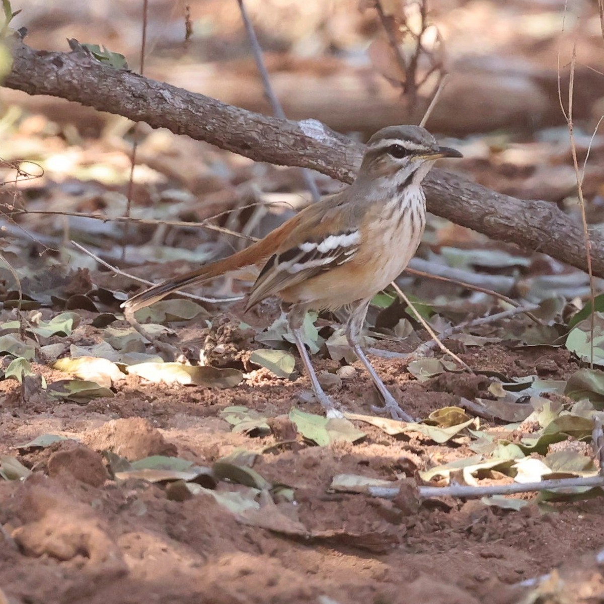 Red-backed Scrub-Robin - ML622157571