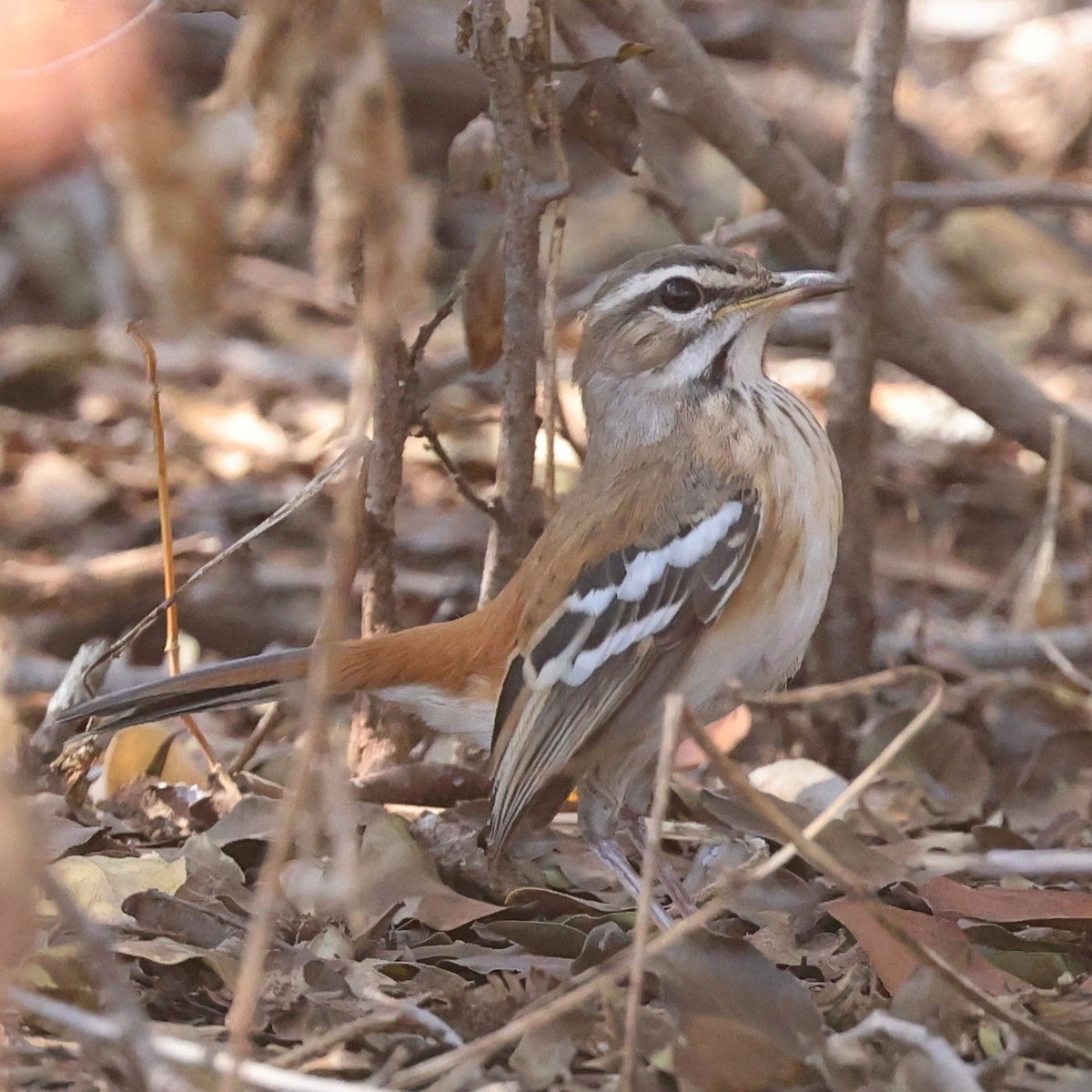 Red-backed Scrub-Robin - ML622157572