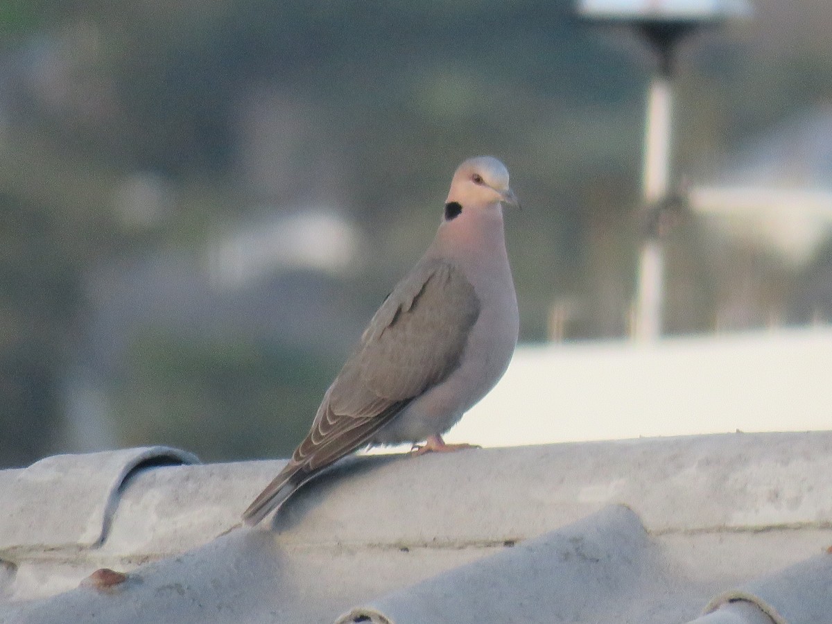 Red-eyed Dove - ML622157581