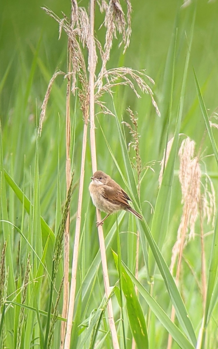 Greater Whitethroat - Rich Bayldon