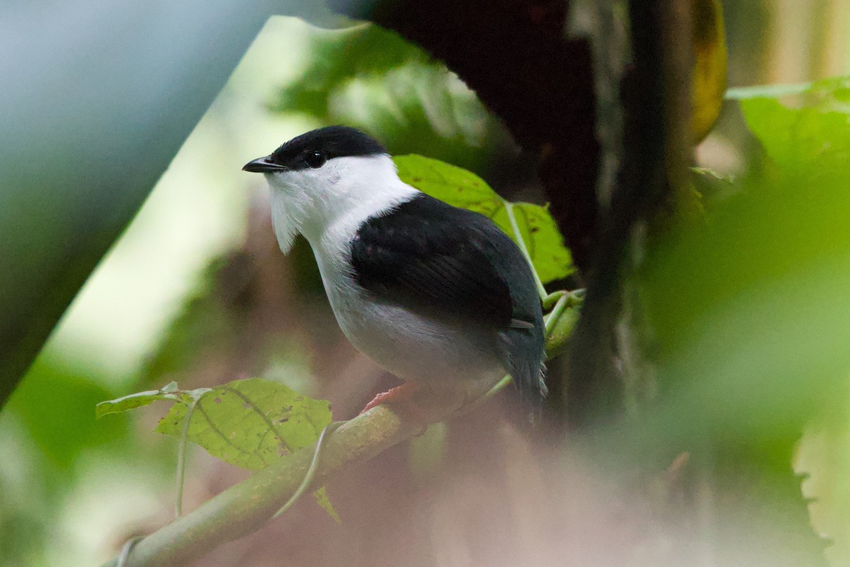 White-bearded Manakin - Michael St John