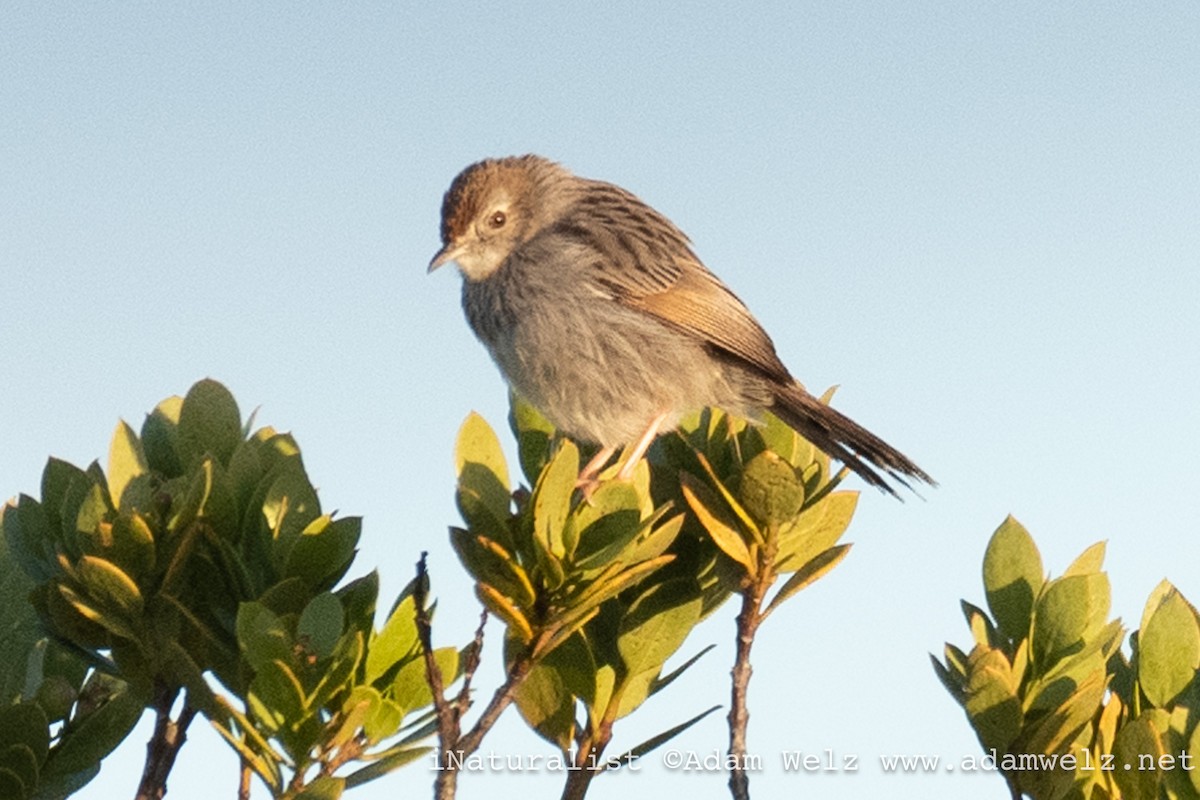 Red-headed Cisticola - Adam Welz