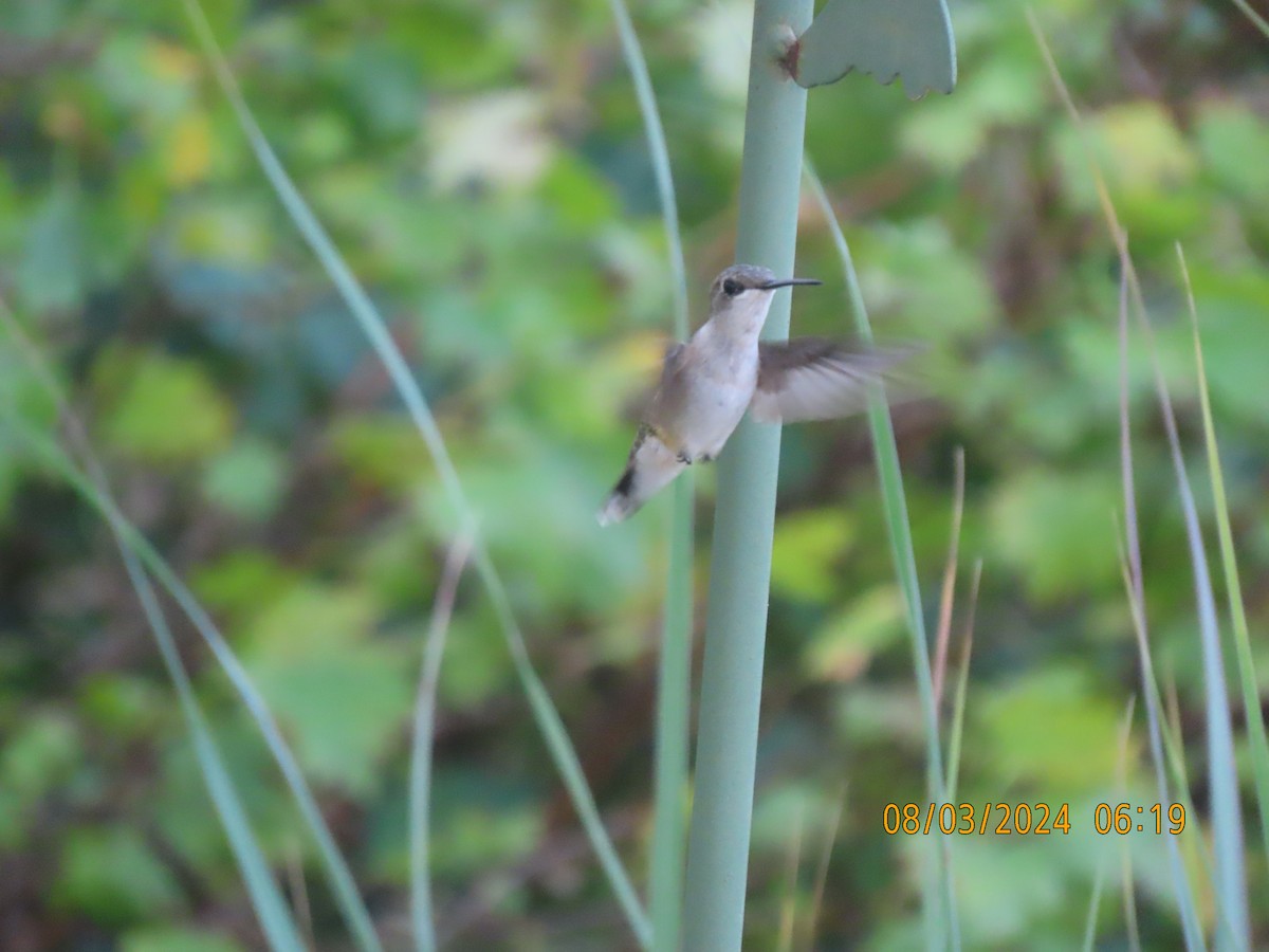 Ruby-throated Hummingbird - Leon Book