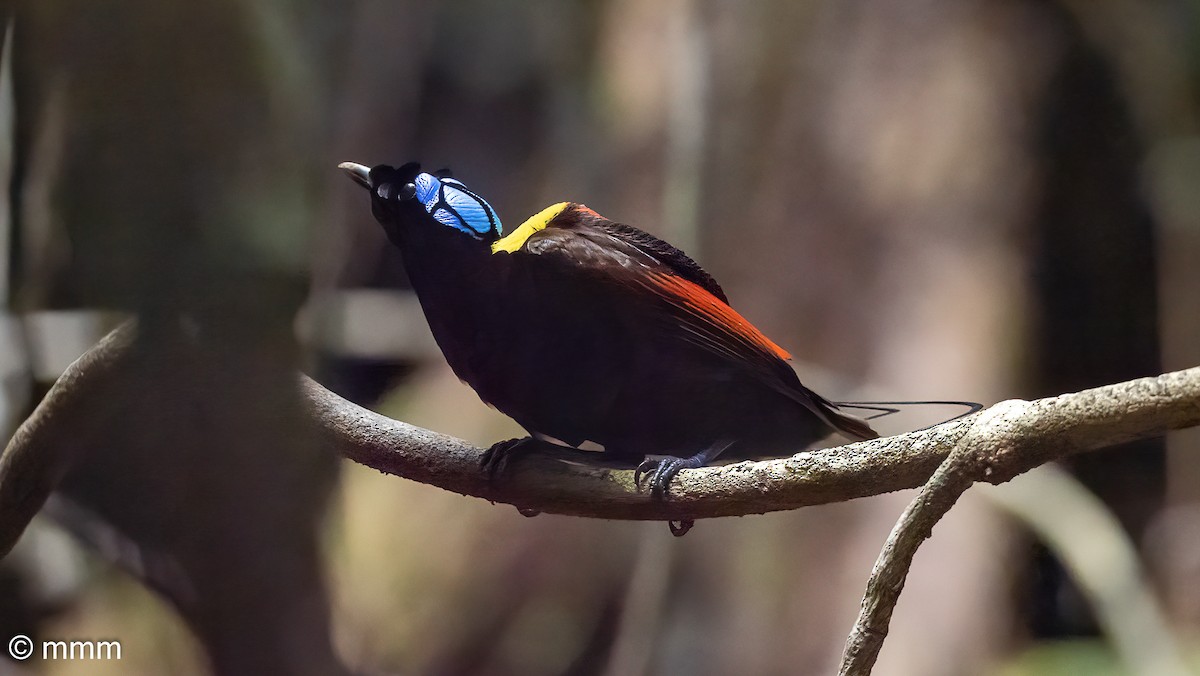 Wilson's Bird-of-Paradise - Mario Martin