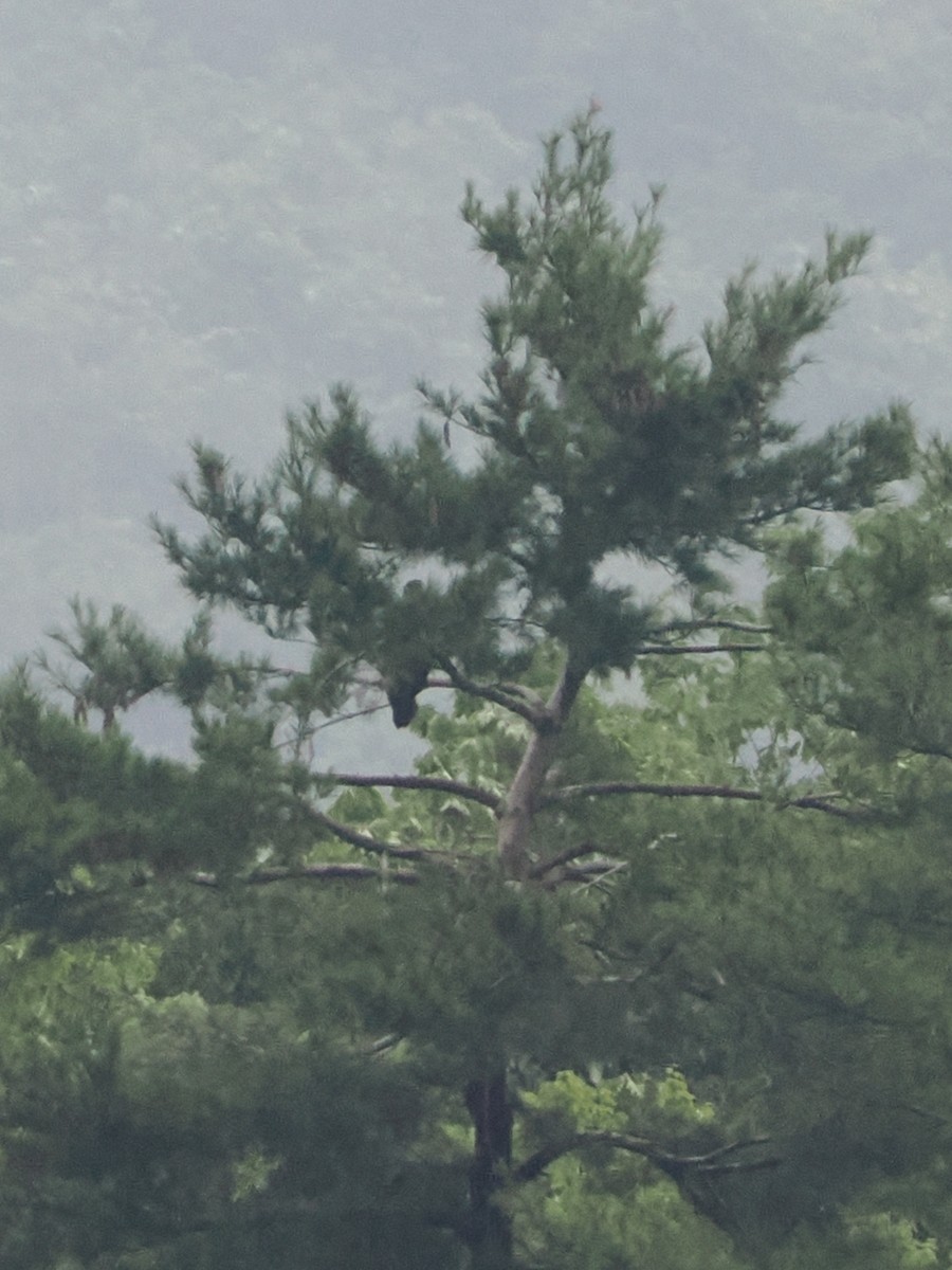 Bald Eagle - ML622157666