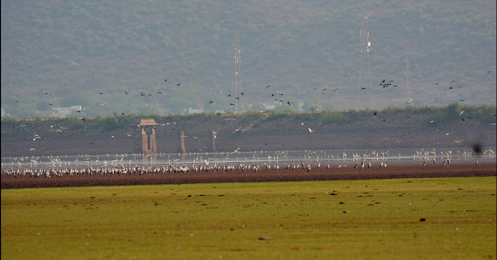 Painted Stork - ML622157782