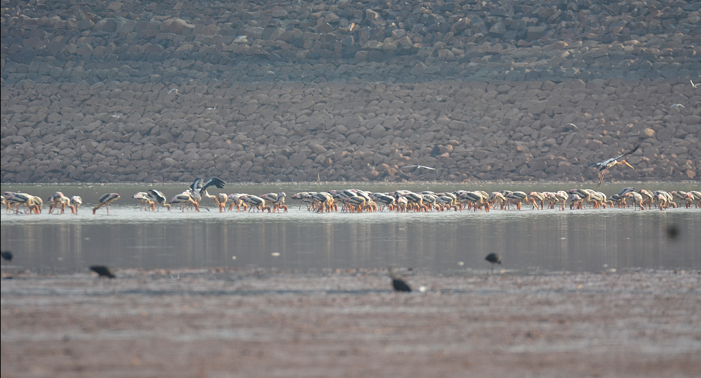 Painted Stork - ML622157783