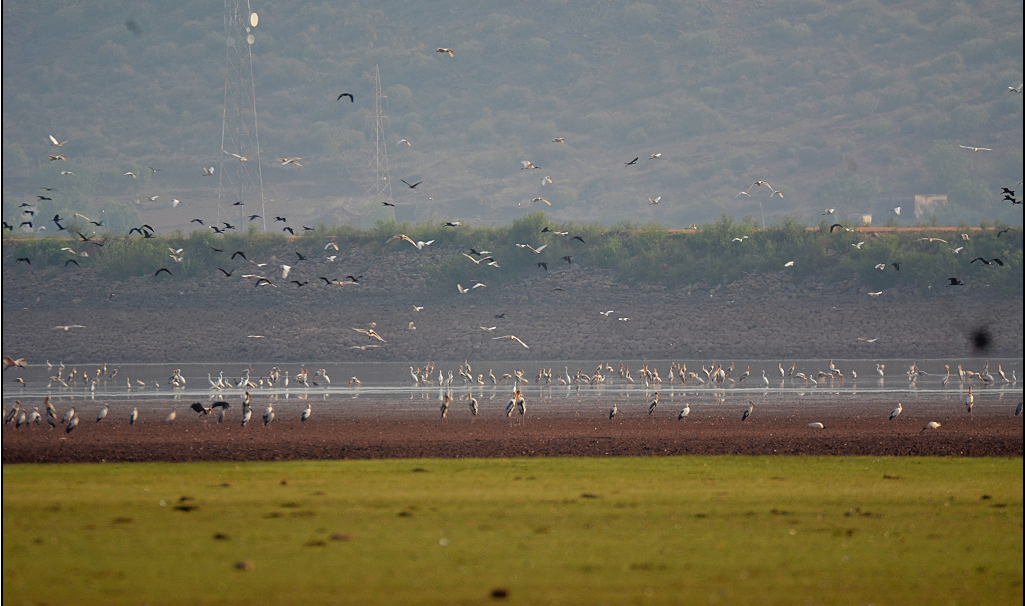 Painted Stork - ML622157784