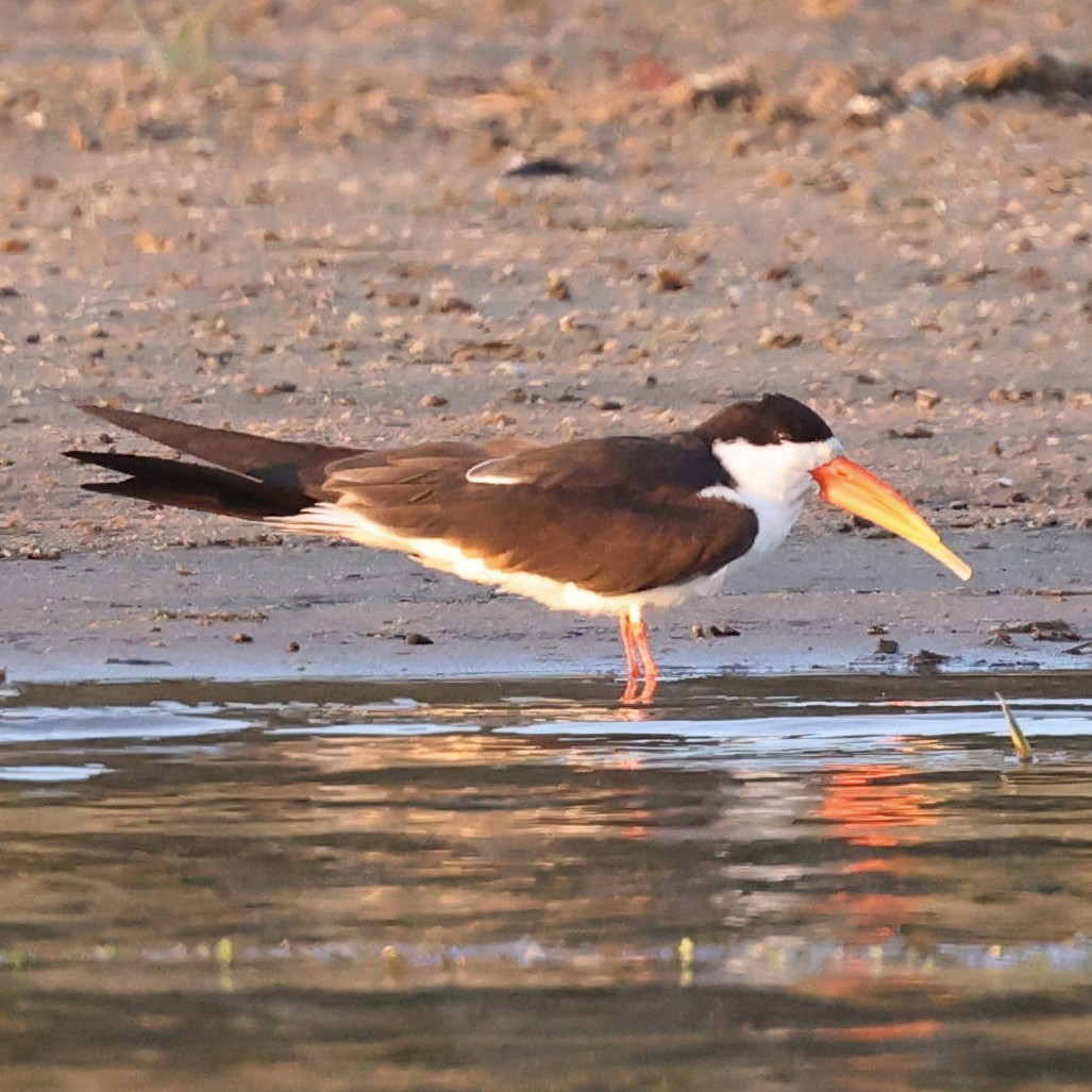 African Skimmer - Steve Mannix