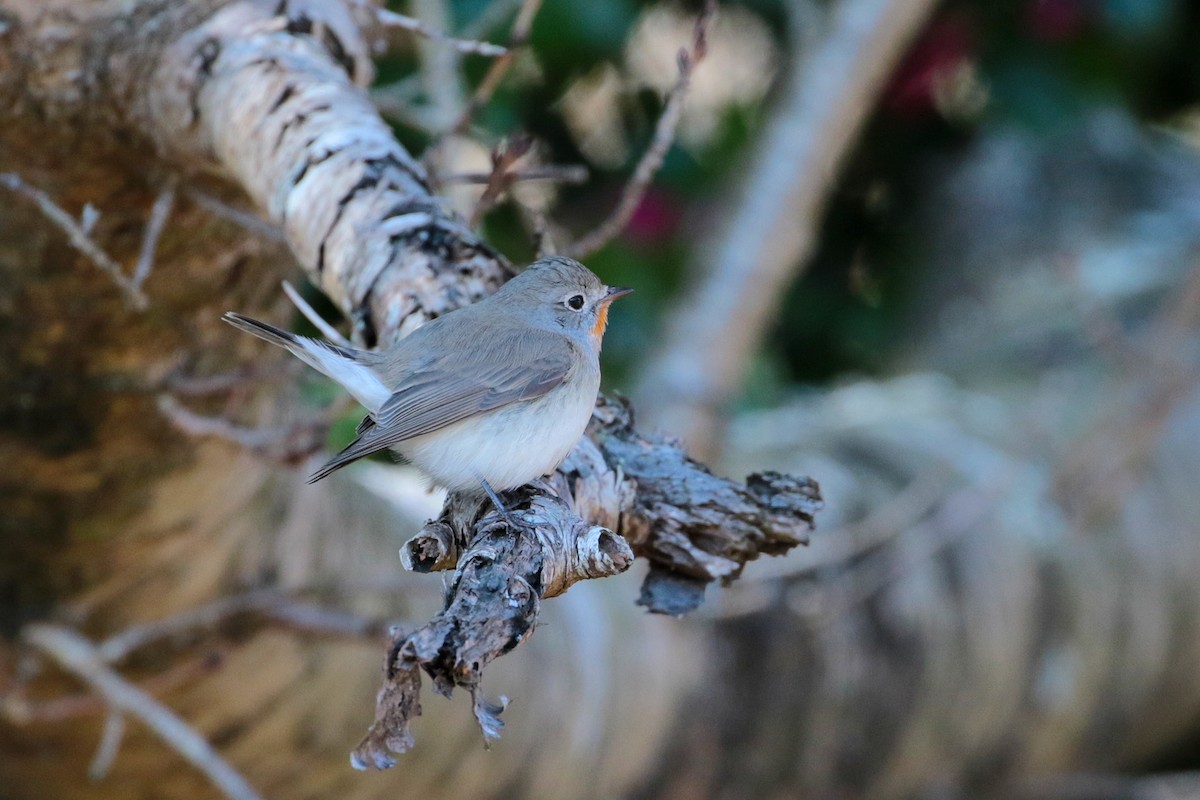 Red-breasted Flycatcher - ML622157821