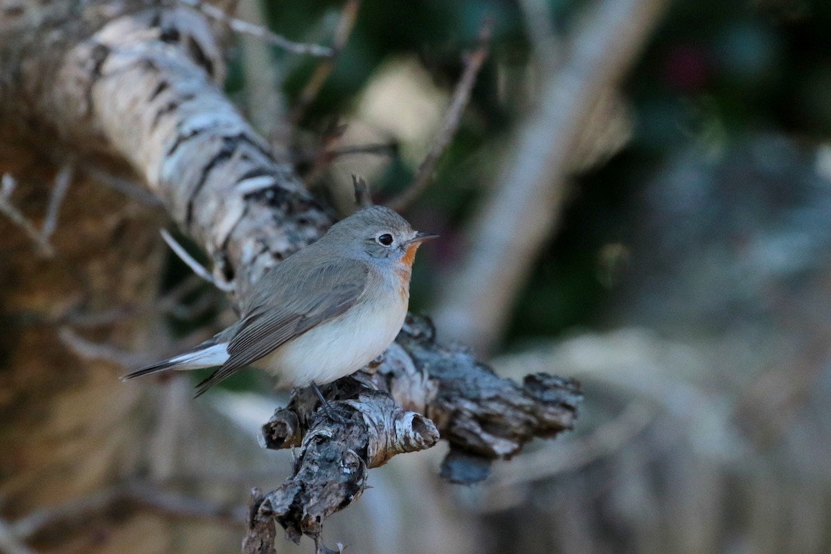 Red-breasted Flycatcher - ML622157822