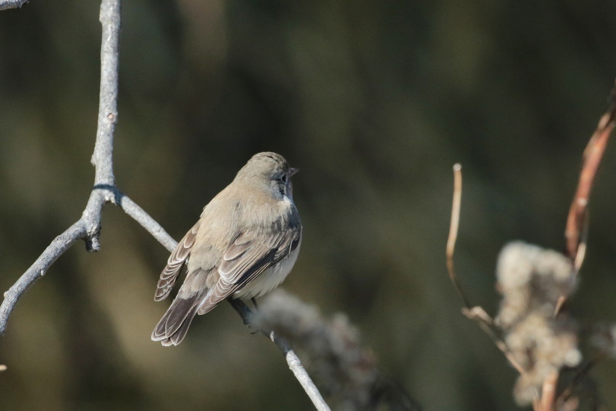 Red-breasted Flycatcher - ML622157823
