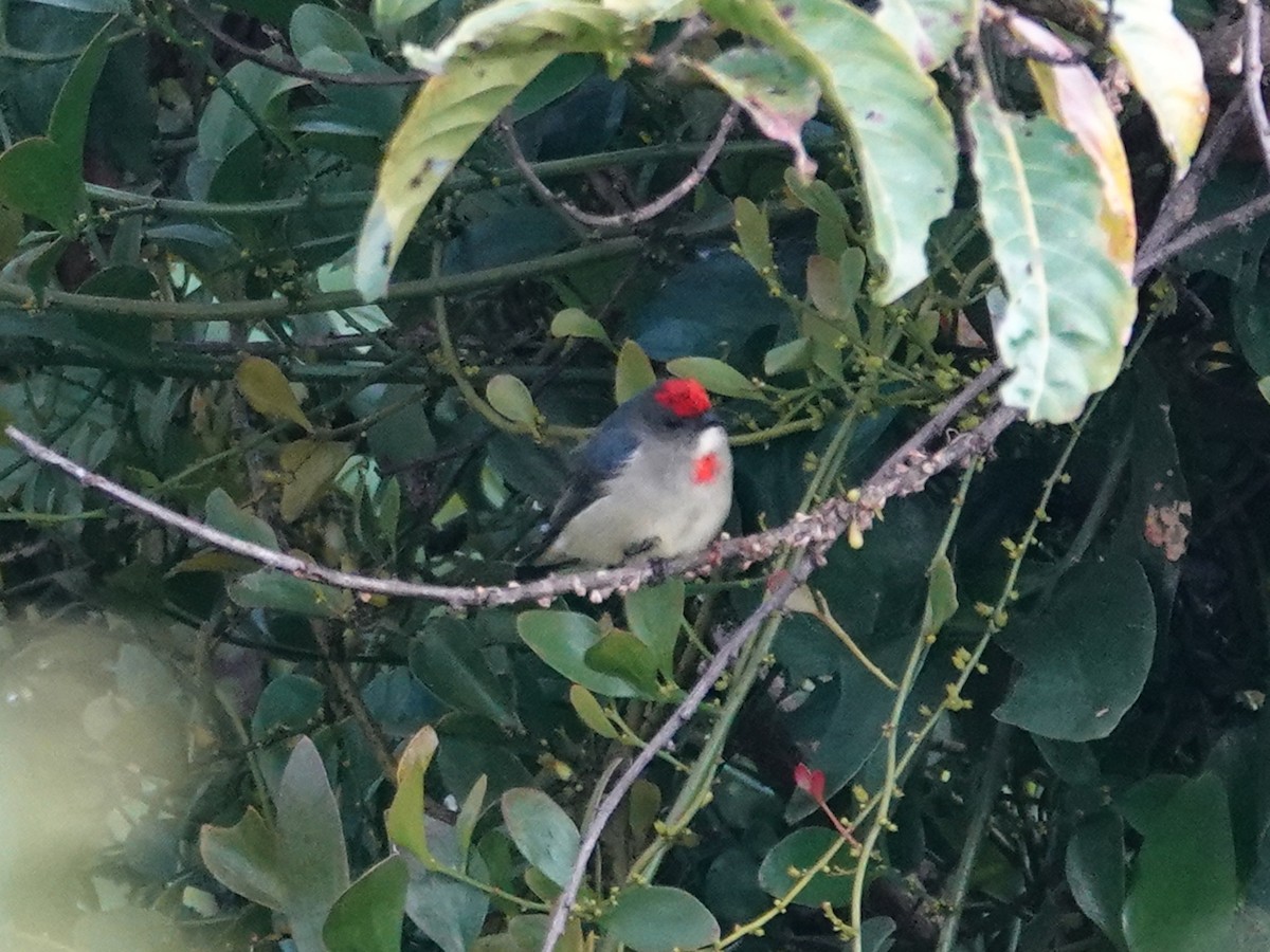 Red-capped Flowerpecker - ML622157884