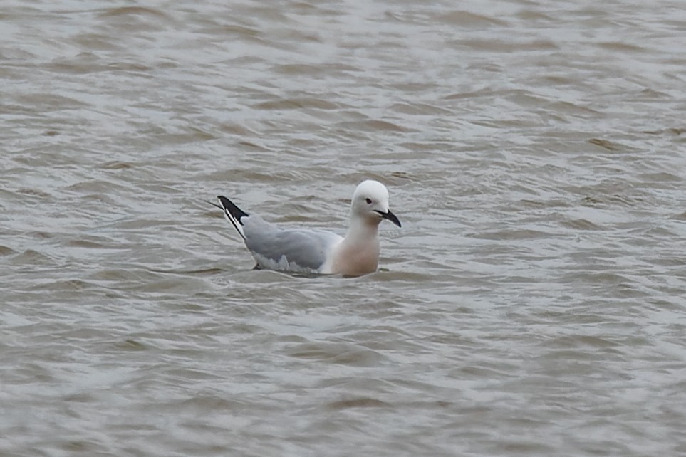 Slender-billed Gull - Magnus Andersson