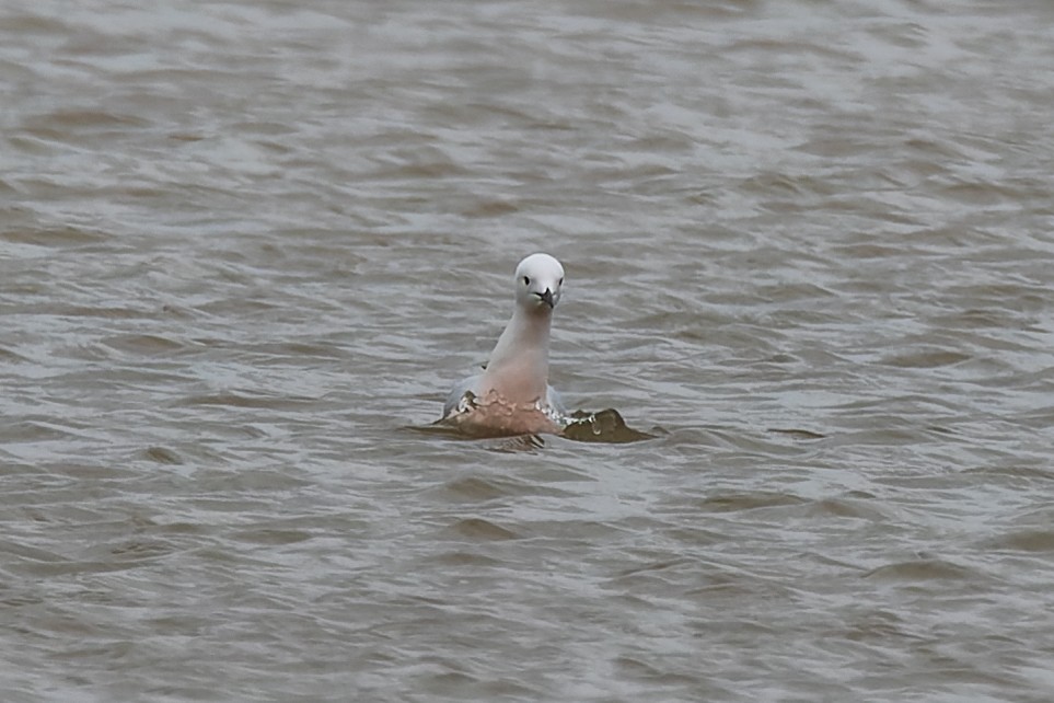 Gaviota Picofina - ML622157895