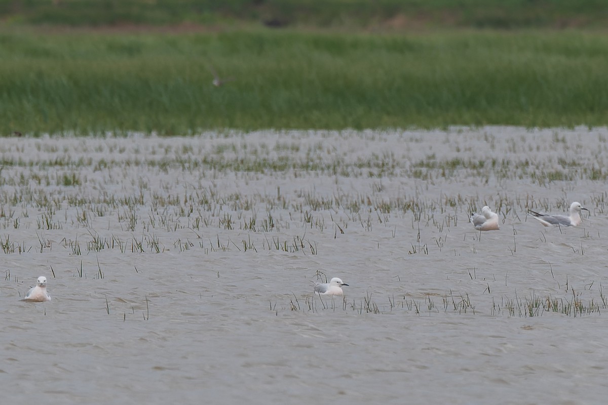 Gaviota Picofina - ML622157896