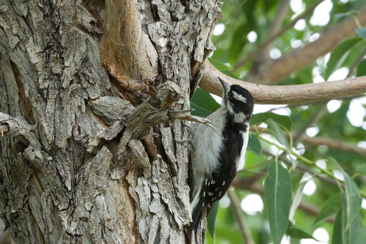 Pico Pubescente (leucurus/glacialis) - ML622157901