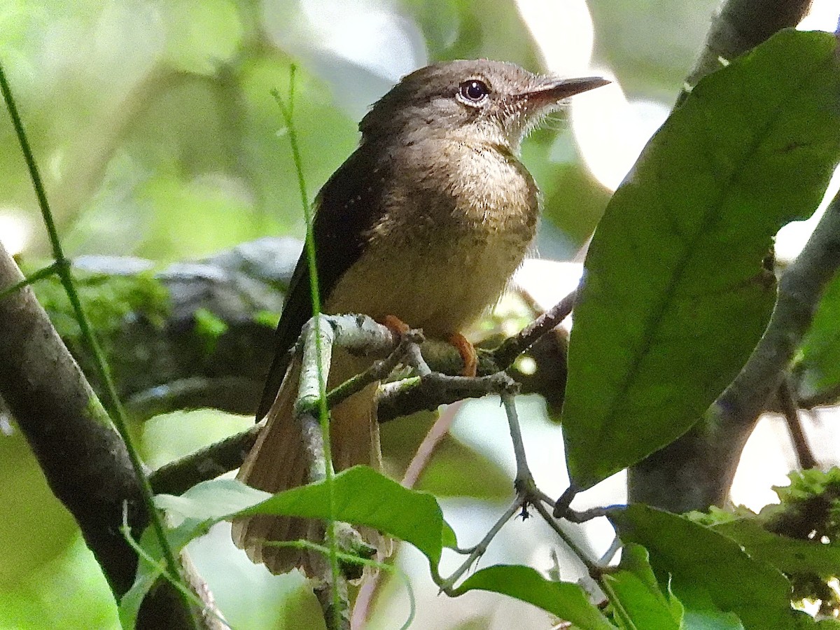 Tropical Royal Flycatcher - ML622157904