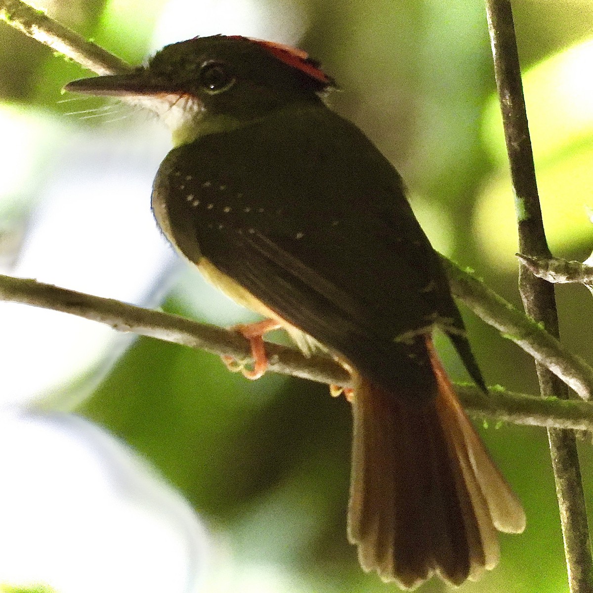 Tropical Royal Flycatcher - ML622157905