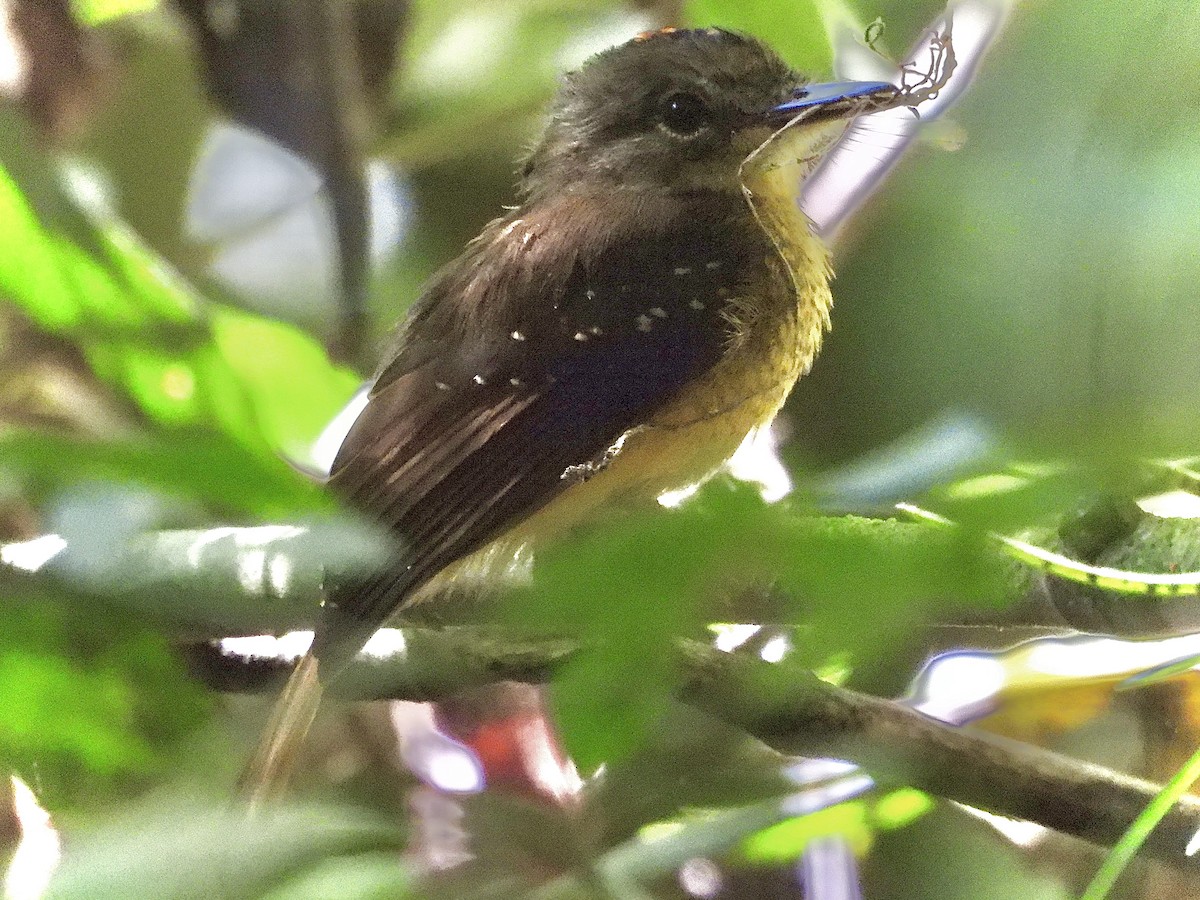 Tropical Royal Flycatcher - ML622157906