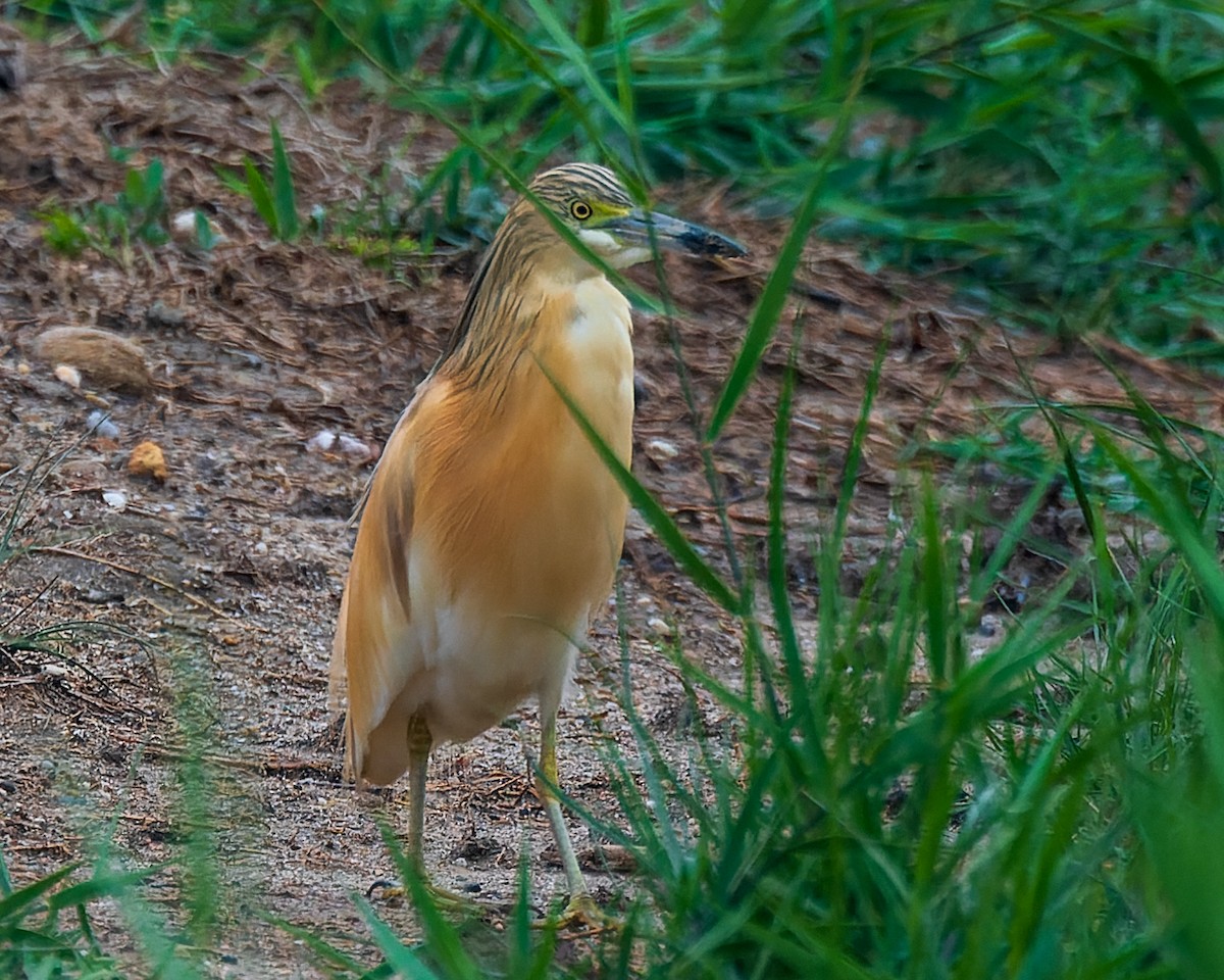 Squacco Heron - Magnus Andersson