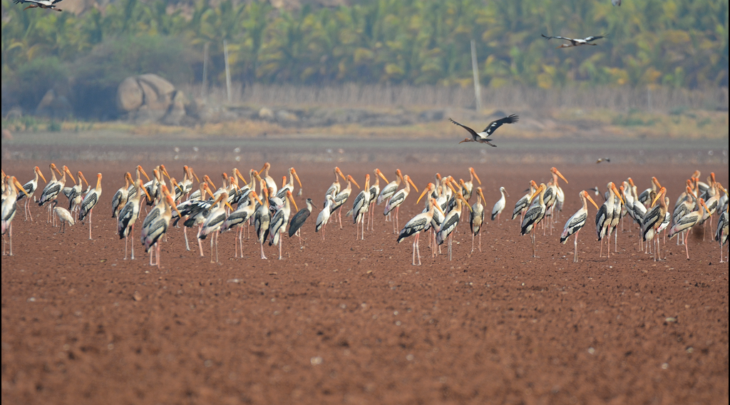 Painted Stork - ML622157933