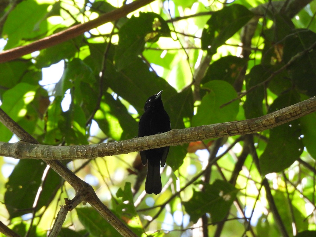 White-shouldered Tanager - Iza Alencar