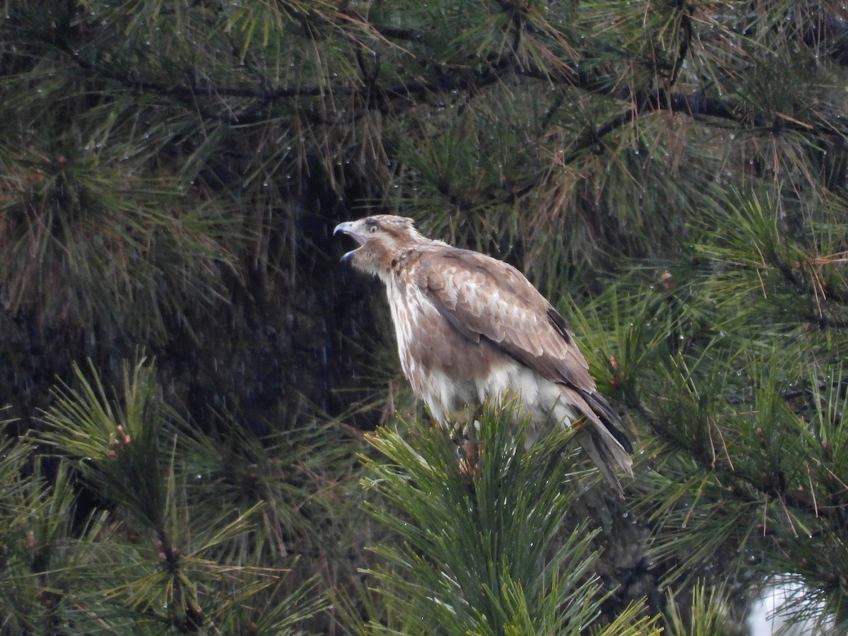 Eastern Buzzard - Atsushi Shimazaki