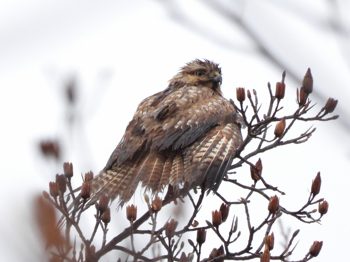 Eastern Buzzard - ML622157962