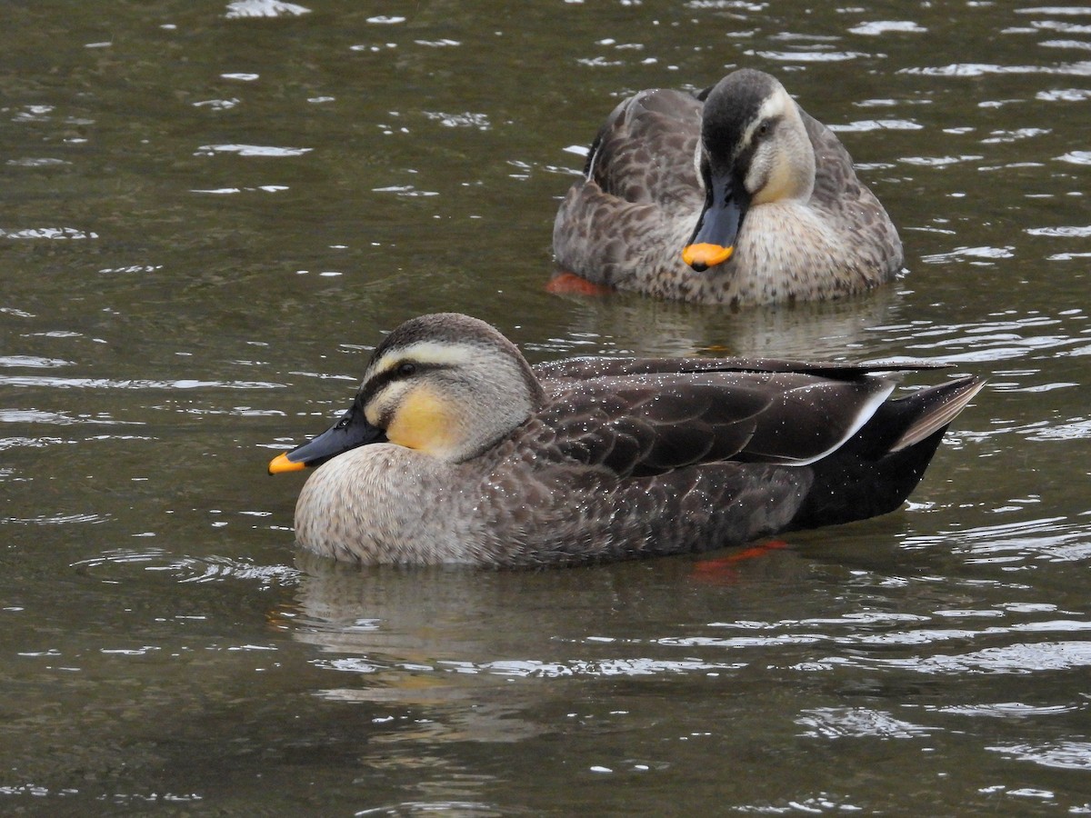 Eastern Spot-billed Duck - Atsushi Shimazaki