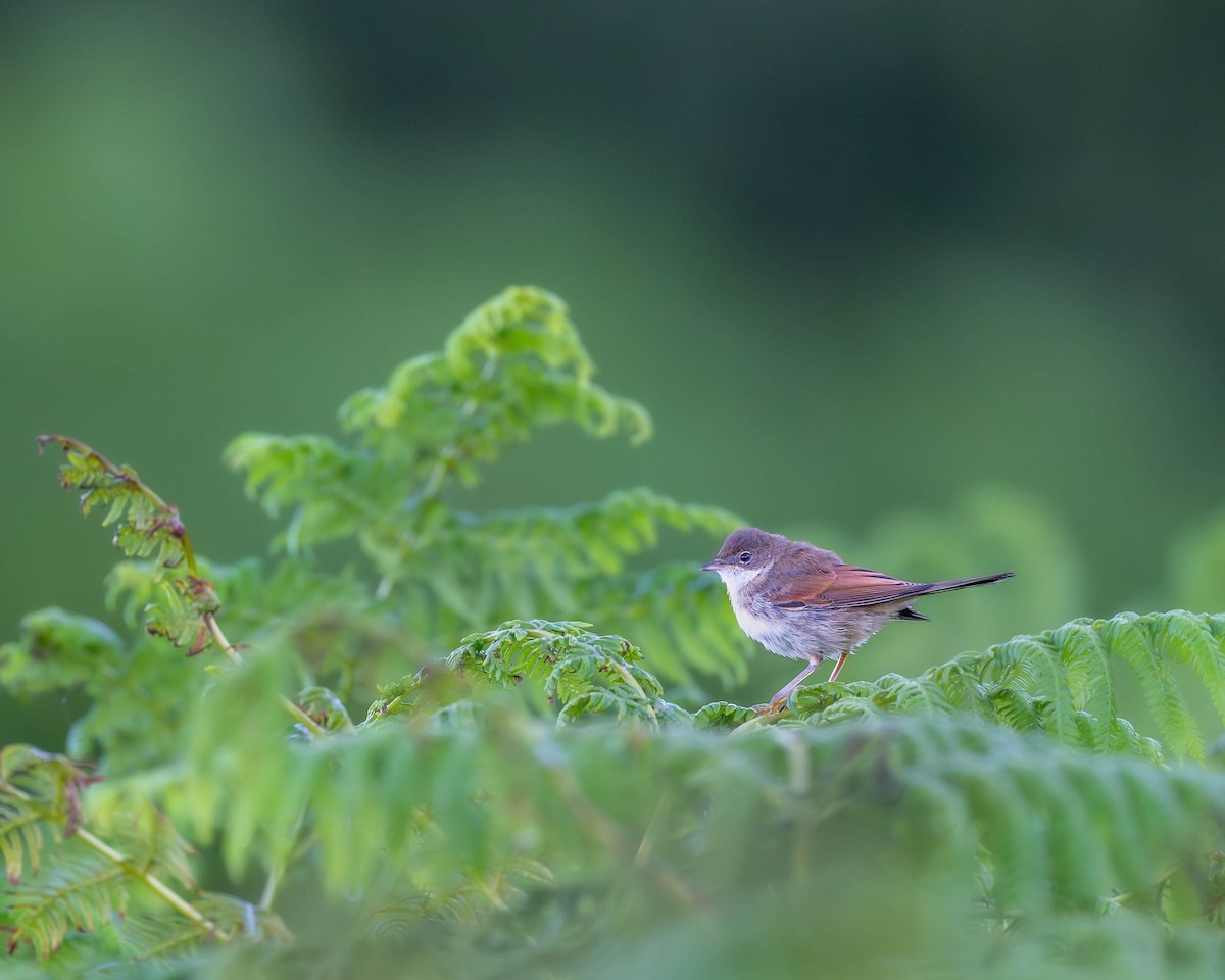 Greater Whitethroat - ML622157985