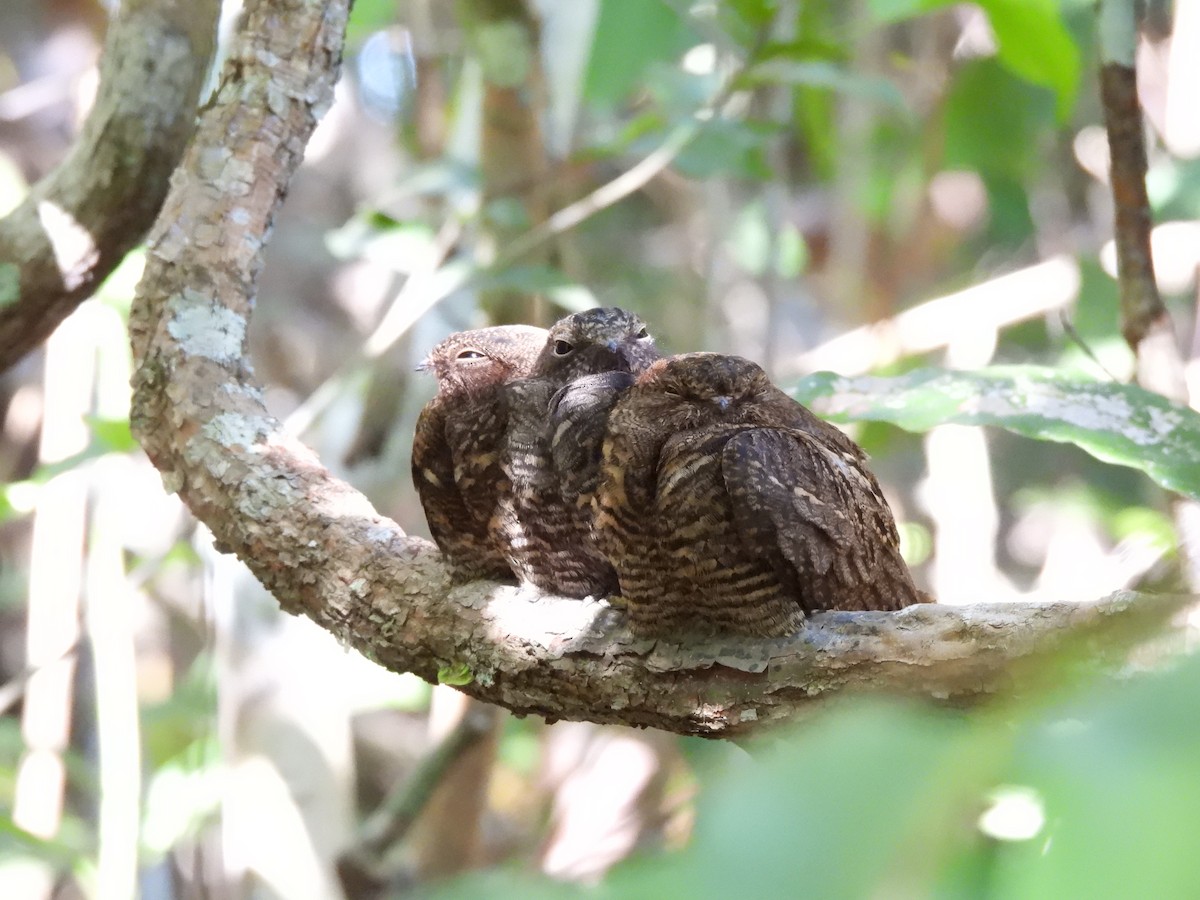 Band-tailed Nighthawk - ML622157995