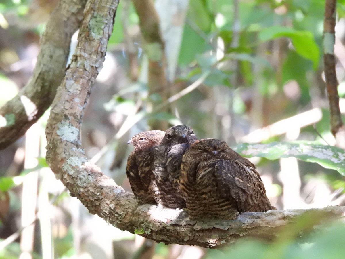 Band-tailed Nighthawk - ML622157996