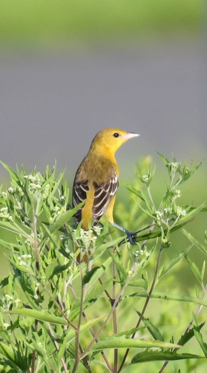 Oriole des vergers - ML622157997