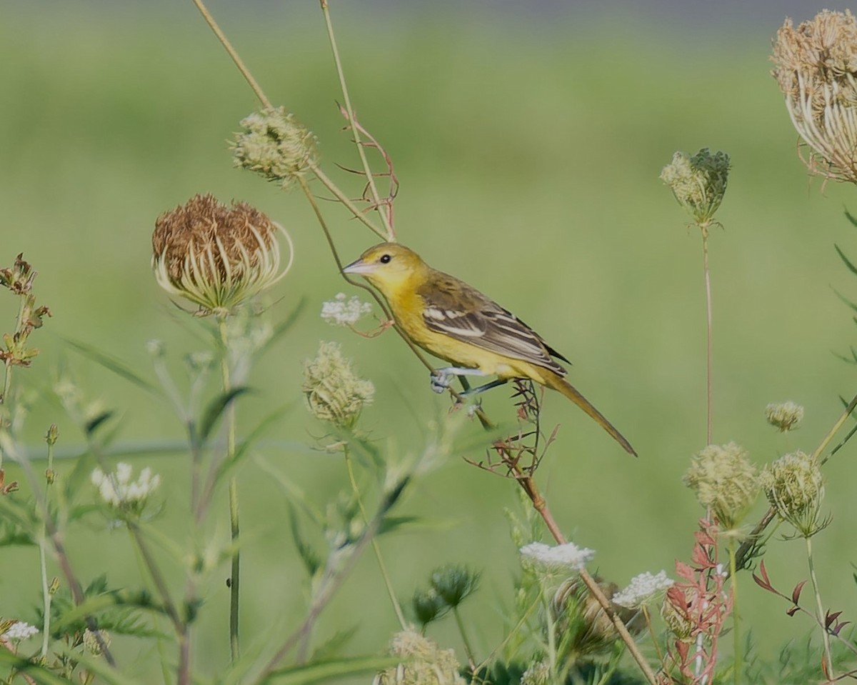 Oriole des vergers - ML622158012