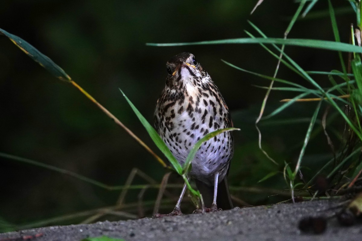 Song Thrush - ML622158036