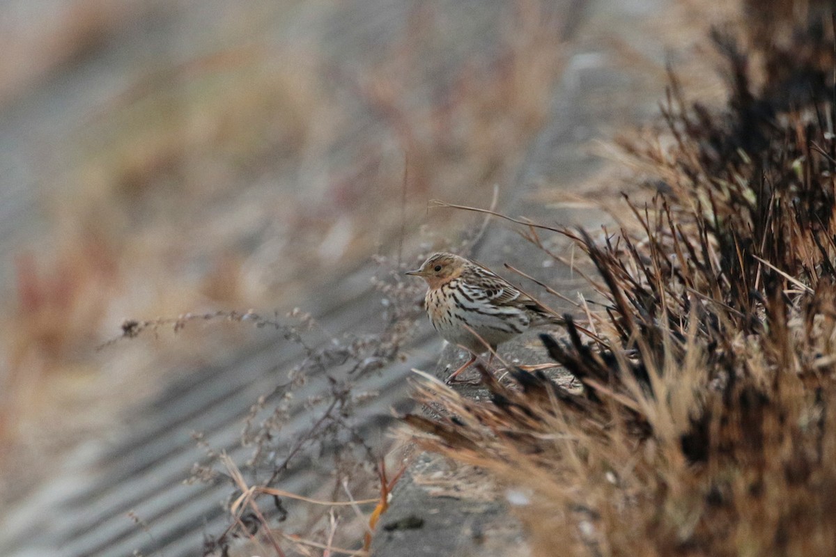 Red-throated Pipit - ML622158045