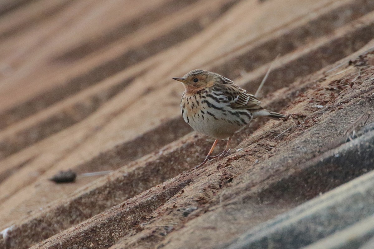 Red-throated Pipit - ML622158046