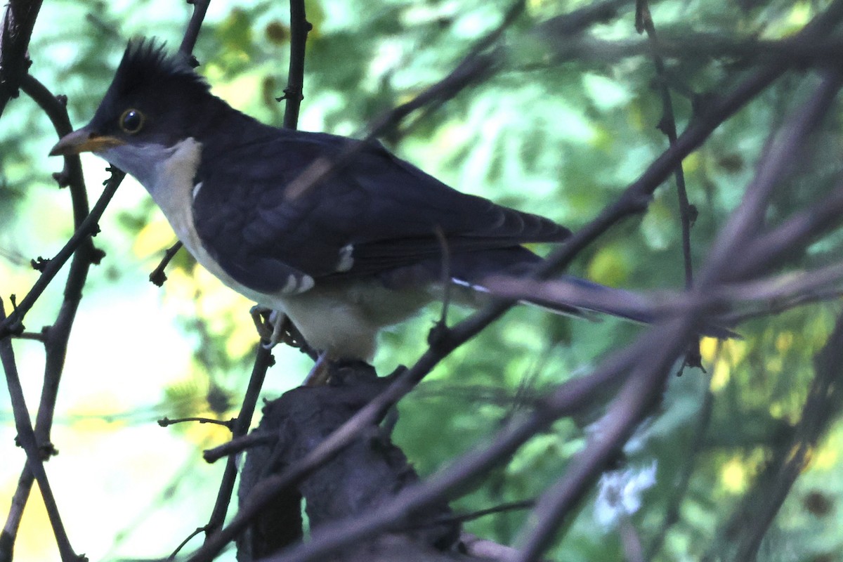 Pied Cuckoo - ML622158048